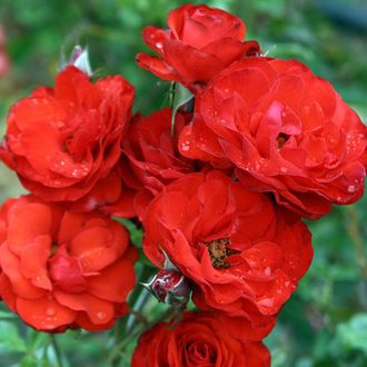 Фаер кинг ( Fire King), Alain Meilland.