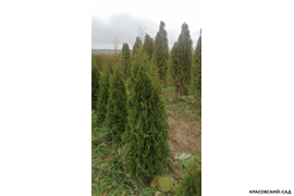 Туя Смарагд в питомнике - Красовский-Сад.рф