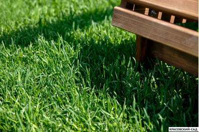 Рулонный газон Эталон