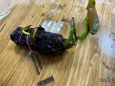 Нимфея Мазаньелло