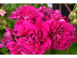 П212 Пеларгония ЛиА Жозефина укорененный черенок