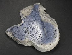 Коралл голубой Акори, Австралия (50*48*11 мм, 27 г) №37705