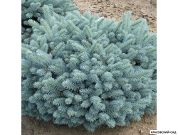 Ель колючая Глаука Глобоза фото хвоя красовский-сад.рф