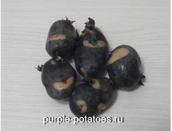 Сорт картофеля Улыбка Ночи