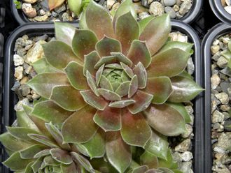 Sempervivum 'OHIO BURGUNDY' - розетка