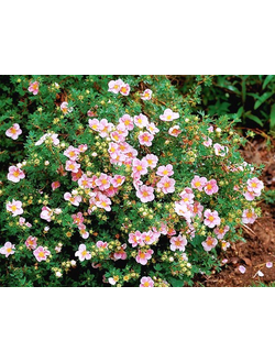 Курильский чай "Пинк Квин"