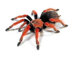 Brachypelma boehmei (Огненноногий паук-птицеед)