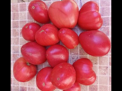 Томат Фиделио