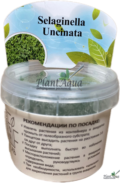 Селагинелла Унцината (меристемная)