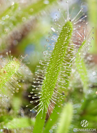 Drosera "Capensis var. Alba"