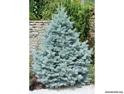 Ель Маджестик Блю фото в ландшафте - красовский-сад.рф