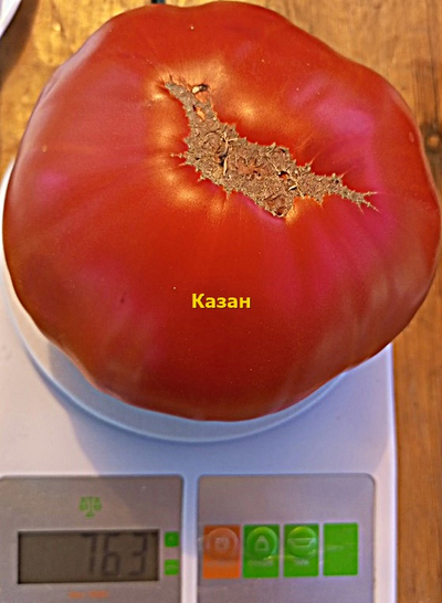 Томат Казан