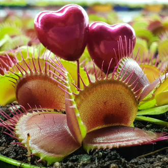 Венерина Мухоловка, Дионея Мусципула (Dionaea muscipula). Купить Хищное растение Дионея в Украине.