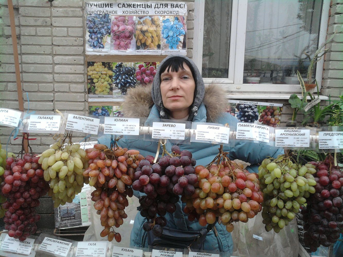 Саженцы Винограда Купить В Магазинах Москвы