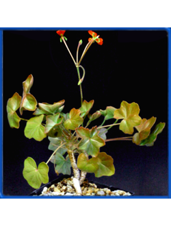 Pelargonium tongaense