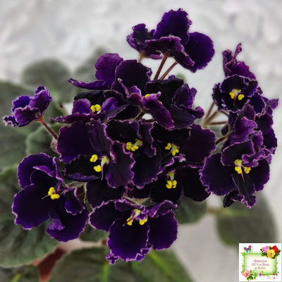 Mac's Black Pearl (G.McDonald)
