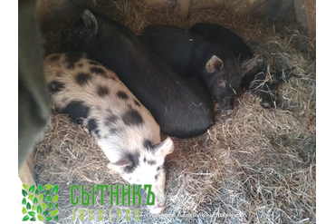 Деревенская свинина с доставкой на дом по МО