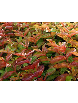 Вейгела Wings of Fire