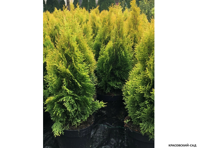 Туя Кинг Смарагд - King of Smaragd