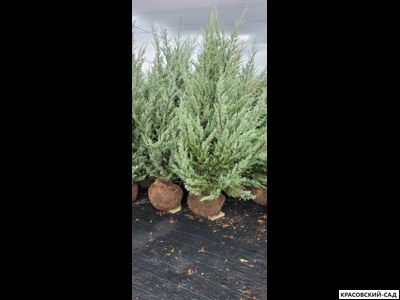 Можжевельник Мунглоу - Moonglow