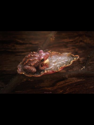 &quot;Жемчужница Авроры&quot;, волшебная брошь с лягушкой