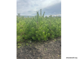 Сосна крымская черная Pínus Pallasiana - фото на территории питомника - красовский-сад.рф