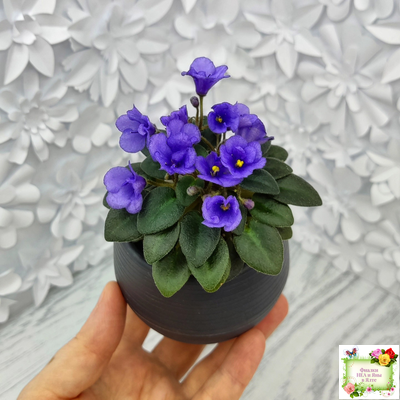 Rob's Twinkle Blue (R.Robinson)