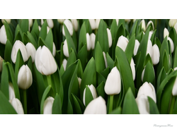 Тюльпан Royal Virgin