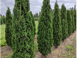 Туя западная Holmstrup, C2