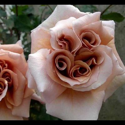 Латте Арт (Latte Art)