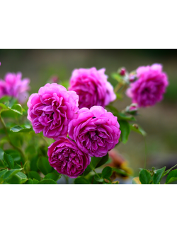 Старлет Роуз Мелина  (Starlet-Rose Melina) роза, ЗКС