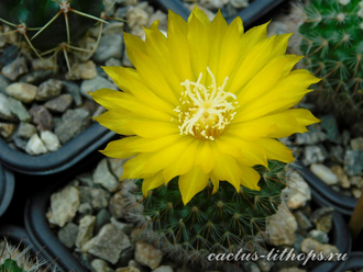 Parodia microsperma VG-1346  (D=30-35мм)