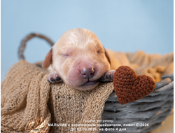 ПОМЕТ Е-2026 ОТ МАРГО & Пумбы. Голден ретривер мальчик КОРИЧНЕВЫЙ ошейничек, на фото 4 дня