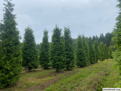 Туя Брабант 5 метров