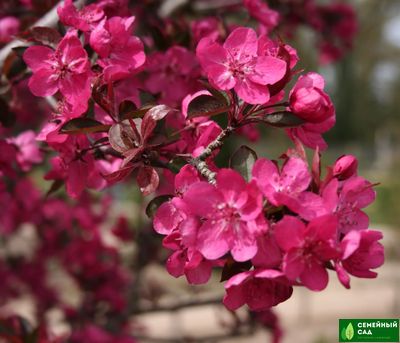 Яблоня "Роялти" (декоративная)