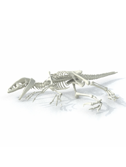 скелеты животных Скелет велоцерапторса целый