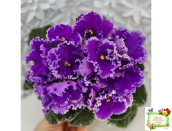 Dn-Юная Француженка (Д. Денисенко) 2016 г.