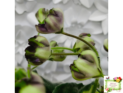 7 Белок (Калгины) химера (стартер сорт)