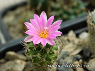 Turbinicarpus krainzianus v.lausseri - 5 семян