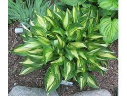 Хоста Лэйксайд Литл Тафт (Lakeside Little Tuft)