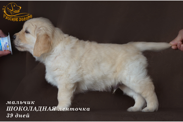 УЖЕ в НОВОМ ДОМЕ = мальчик ШОКОЛАДНАЯ ленточка. На фото 39 дней. ДР 28.01.20г