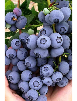 Голубика Concord