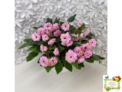 Lituanika (Būtienė) трейлер