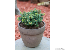 Пихта корейская Цис - фото в горшке - красовский-сад.рф