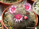 Mammillaria bocasana v. roseiflora (D=35-40mm)