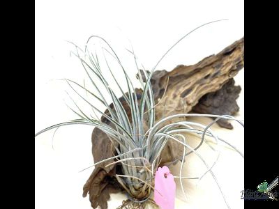 Тилландсия Pringlei