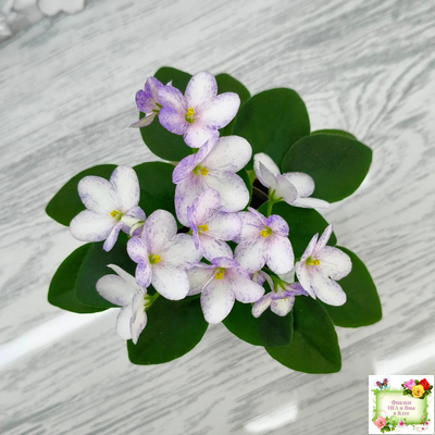 Белый Клоун (Е. и Я. Немчиновы) 2025 г. трейлер (пасынок укоренённый)