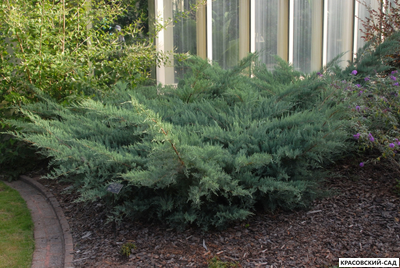 Можжевельник виргинский Грей Оул - Grey Owl