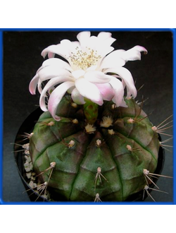 Gymnocalycium anisitsii ssp. volkeri
