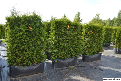 Живая изгородь из туи Брабант - Brabant